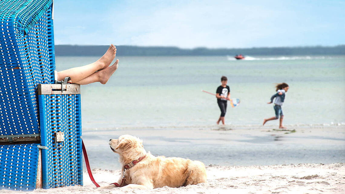 Ein Hund liegt in der Nähe des Strandkorbs im Sand